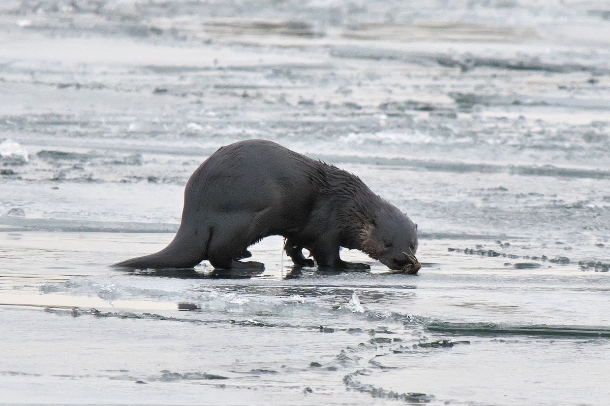 North American River Otter - ML646639055
