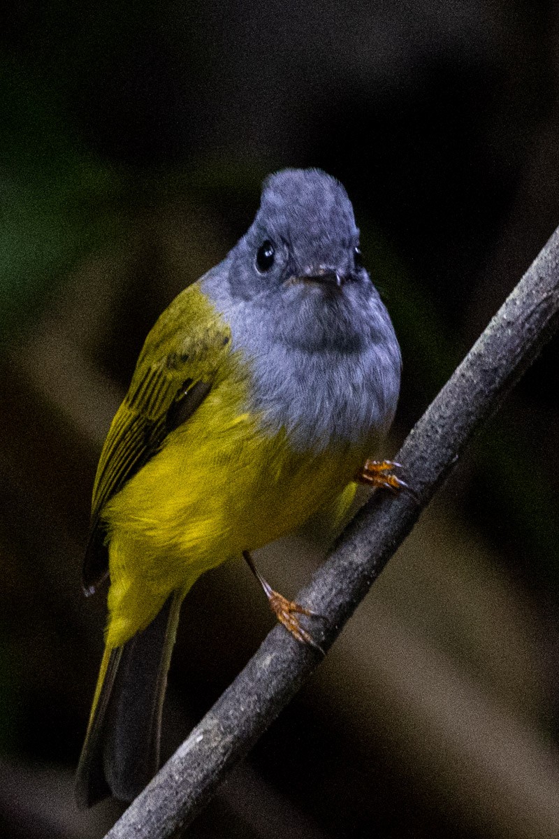 Gray-headed Canary-Flycatcher - ML646639056