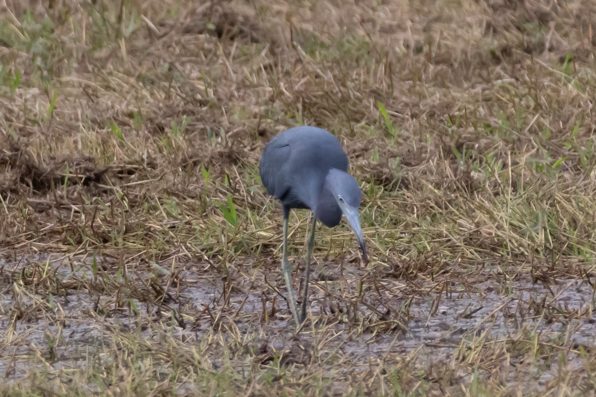 Little Blue Heron - ML646639057