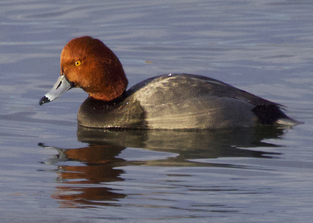 Redhead - ML646639058