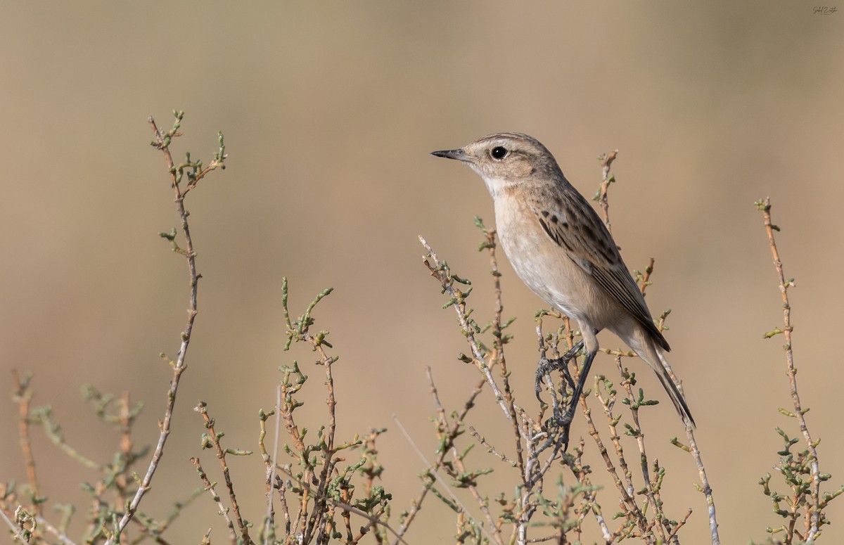 Tarier de Stoliczka - ML646639059