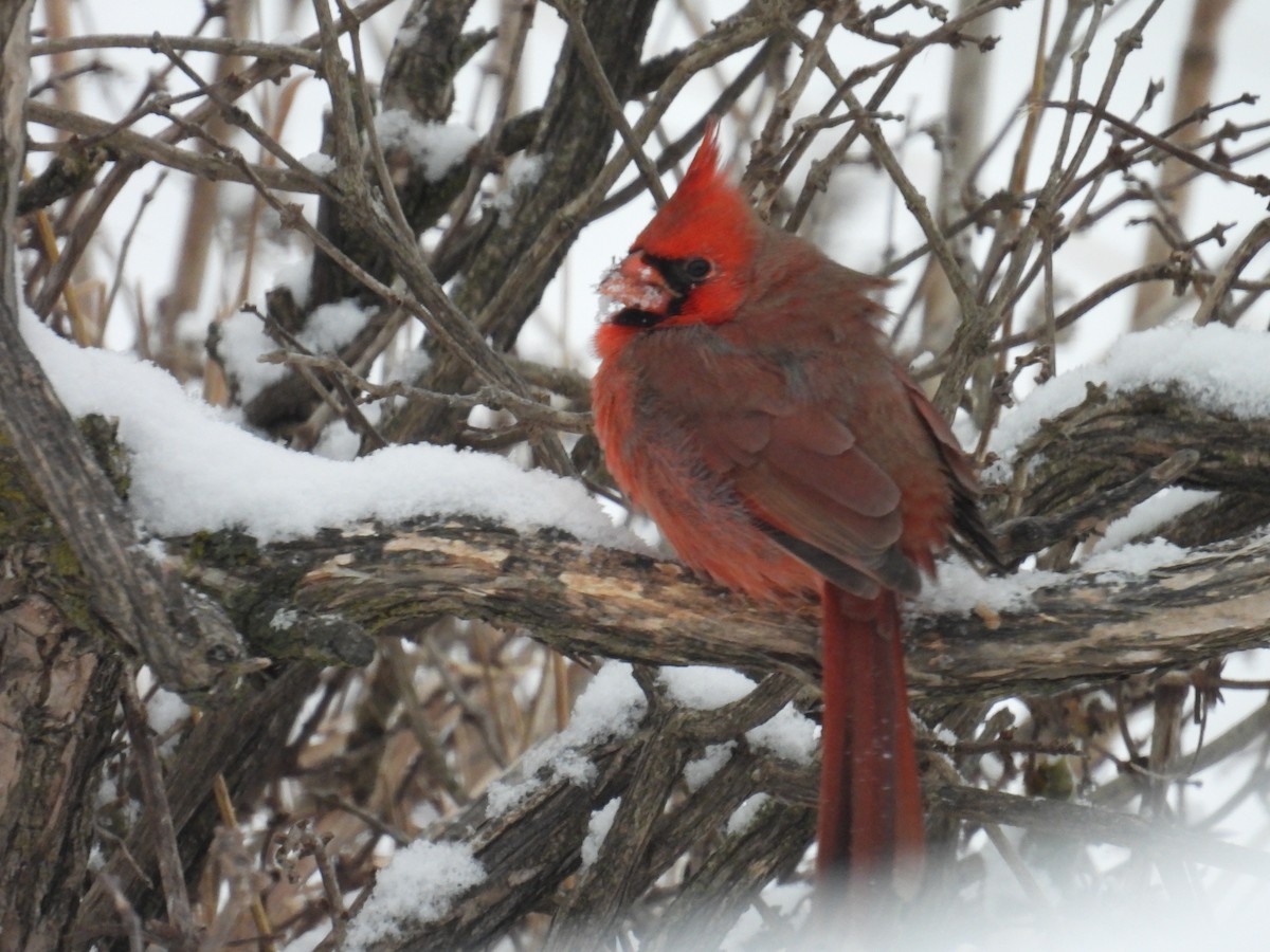 Northern Cardinal - ML646639060