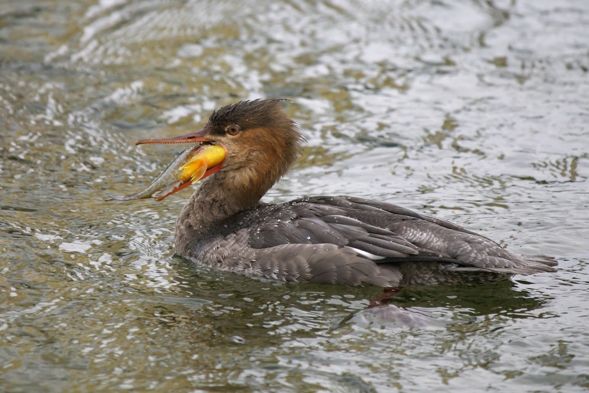 Red-breasted Merganser - ML646639061