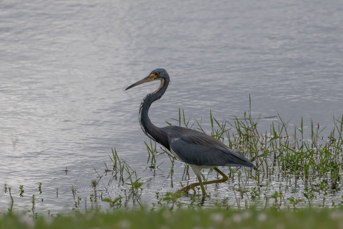 Tricolored Heron - ML646639062