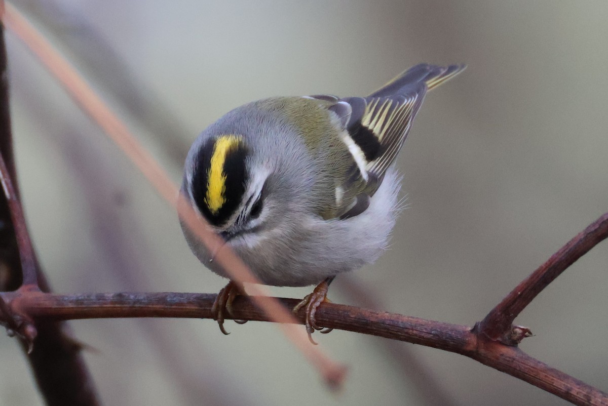 Reyezuelo Sátrapa - ML646639063