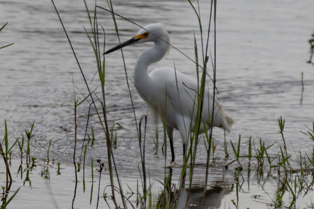 Snowy Egret - ML646639064