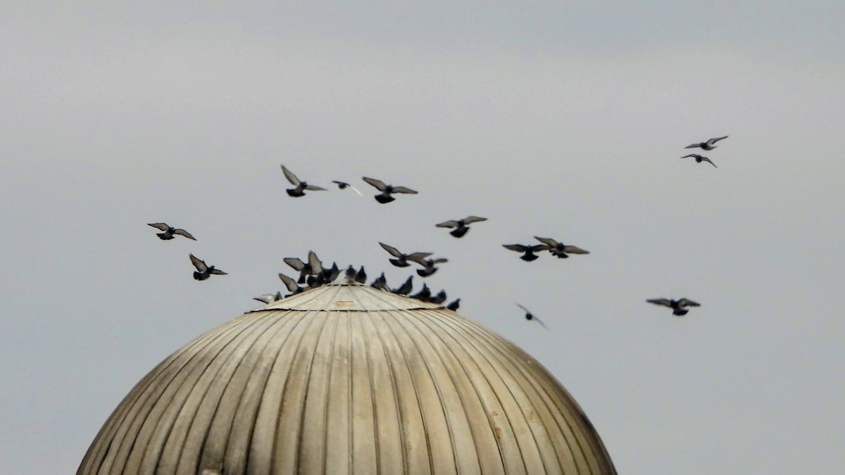 holub skalní (domácí) - ML646639065