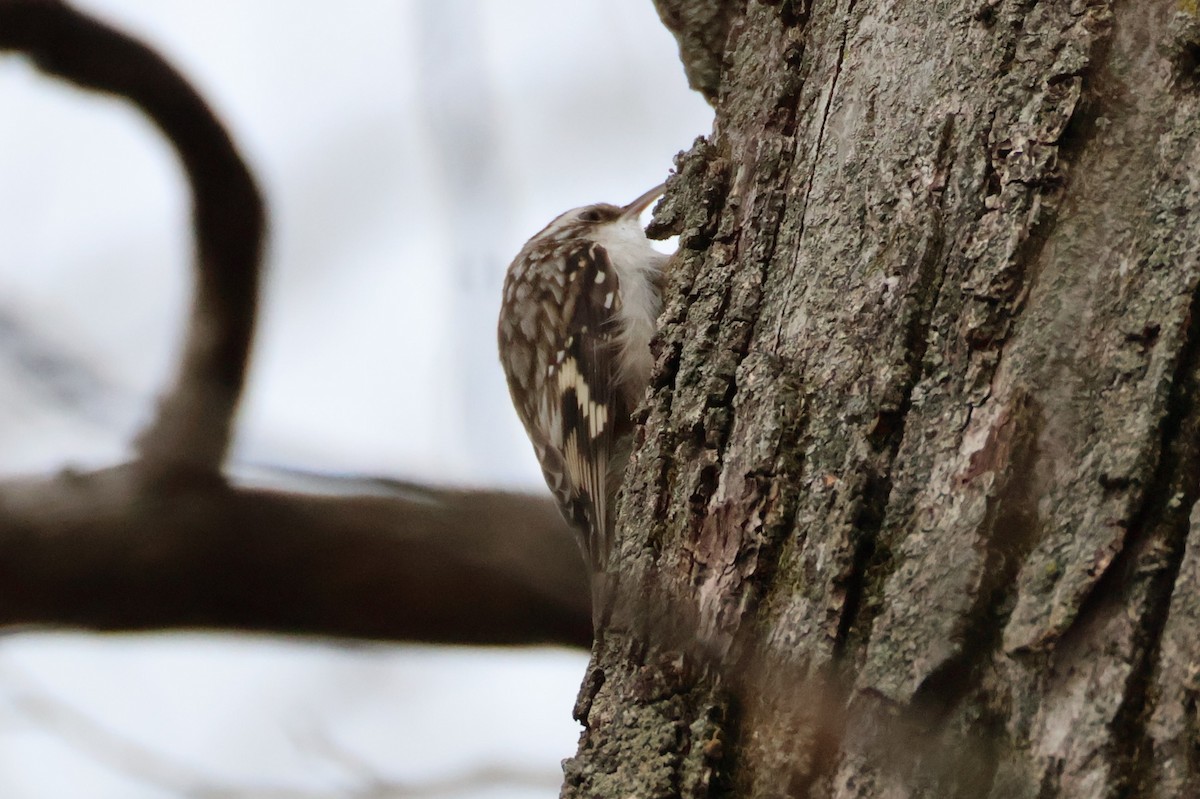 Agateador Americano - ML646639067