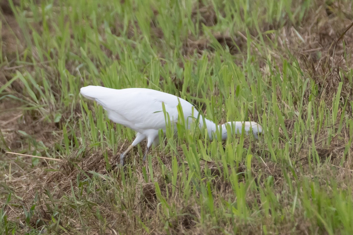 Western Cattle-Egret - ML646639068