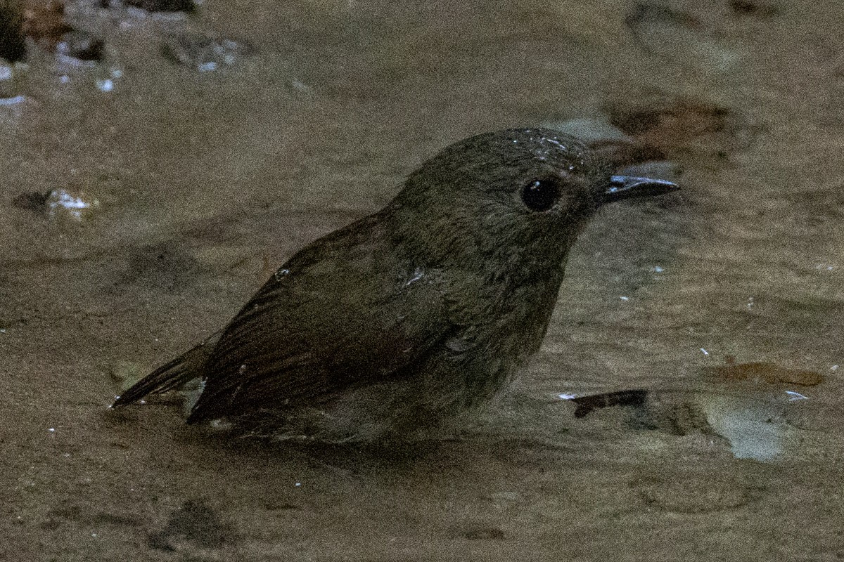 Lesser Shortwing - ML646639069