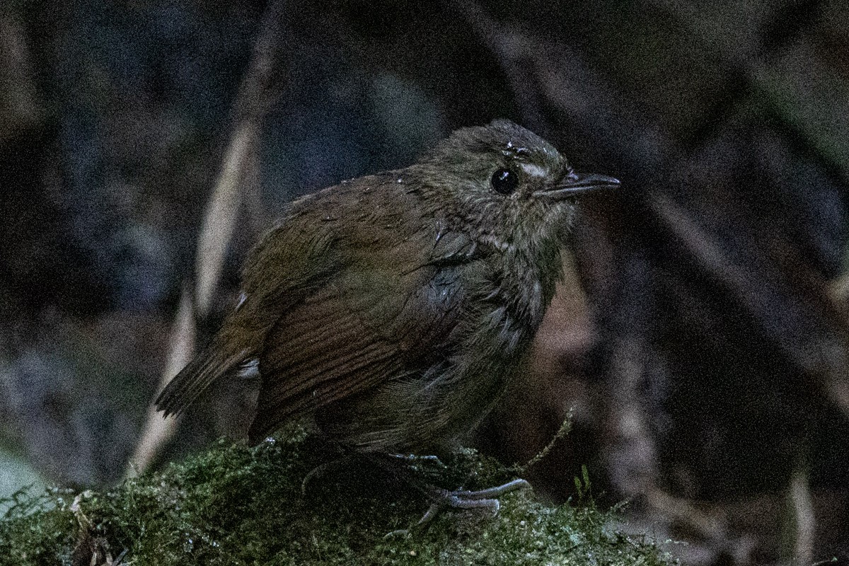 Lesser Shortwing - ML646639070