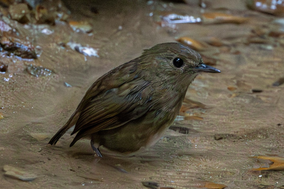 Lesser Shortwing - ML646639071