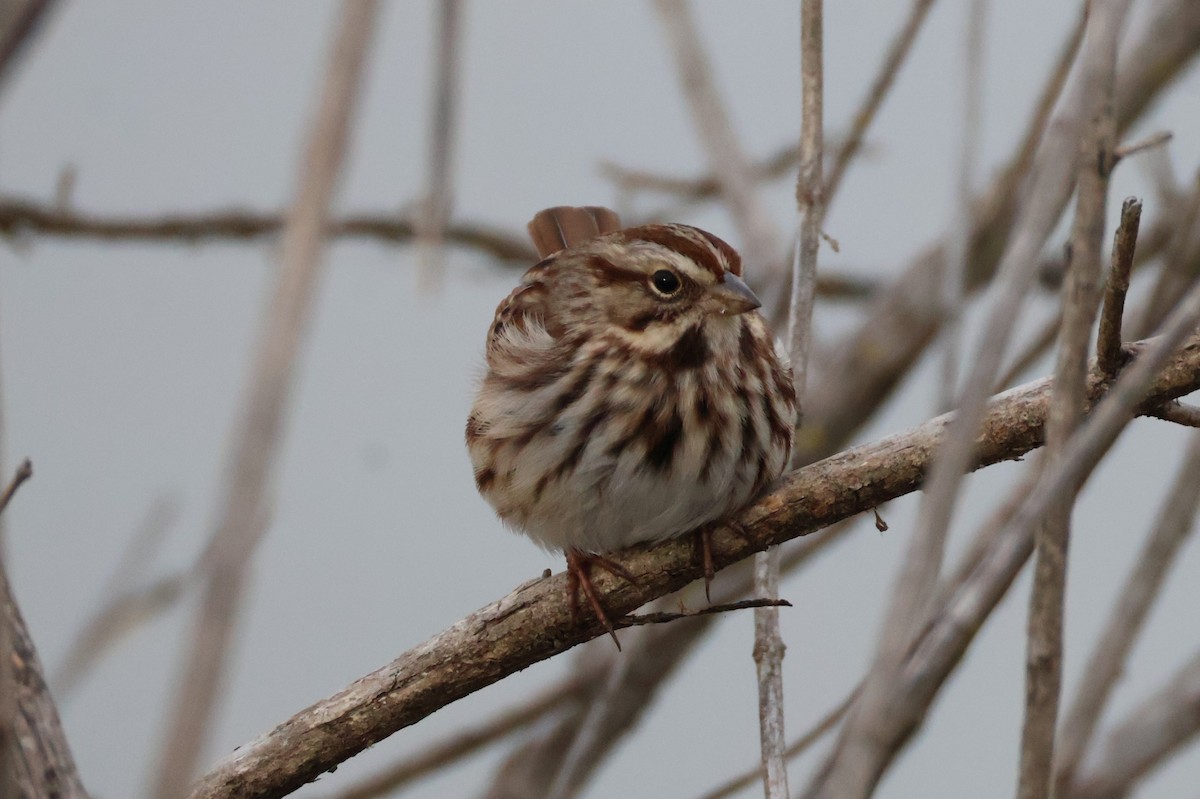 Chingolo Cantor - ML646639073