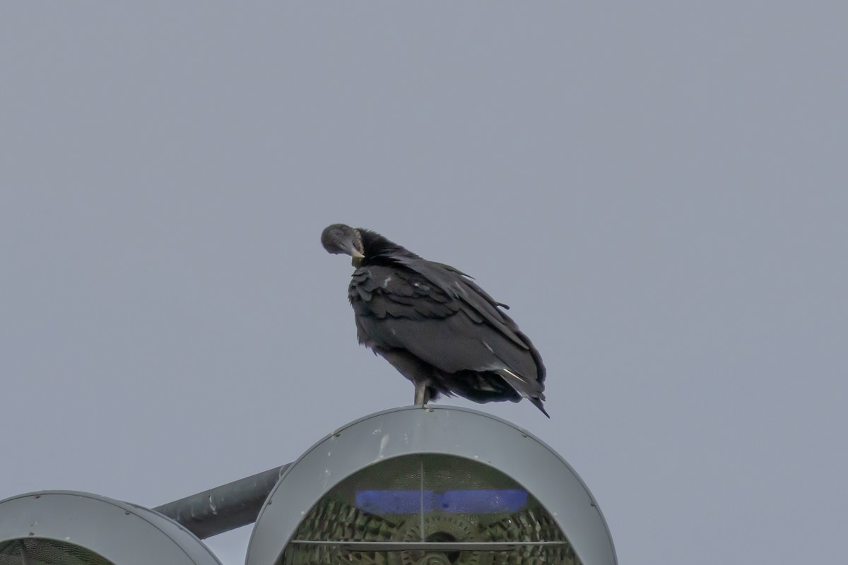 Black Vulture - ML646639074