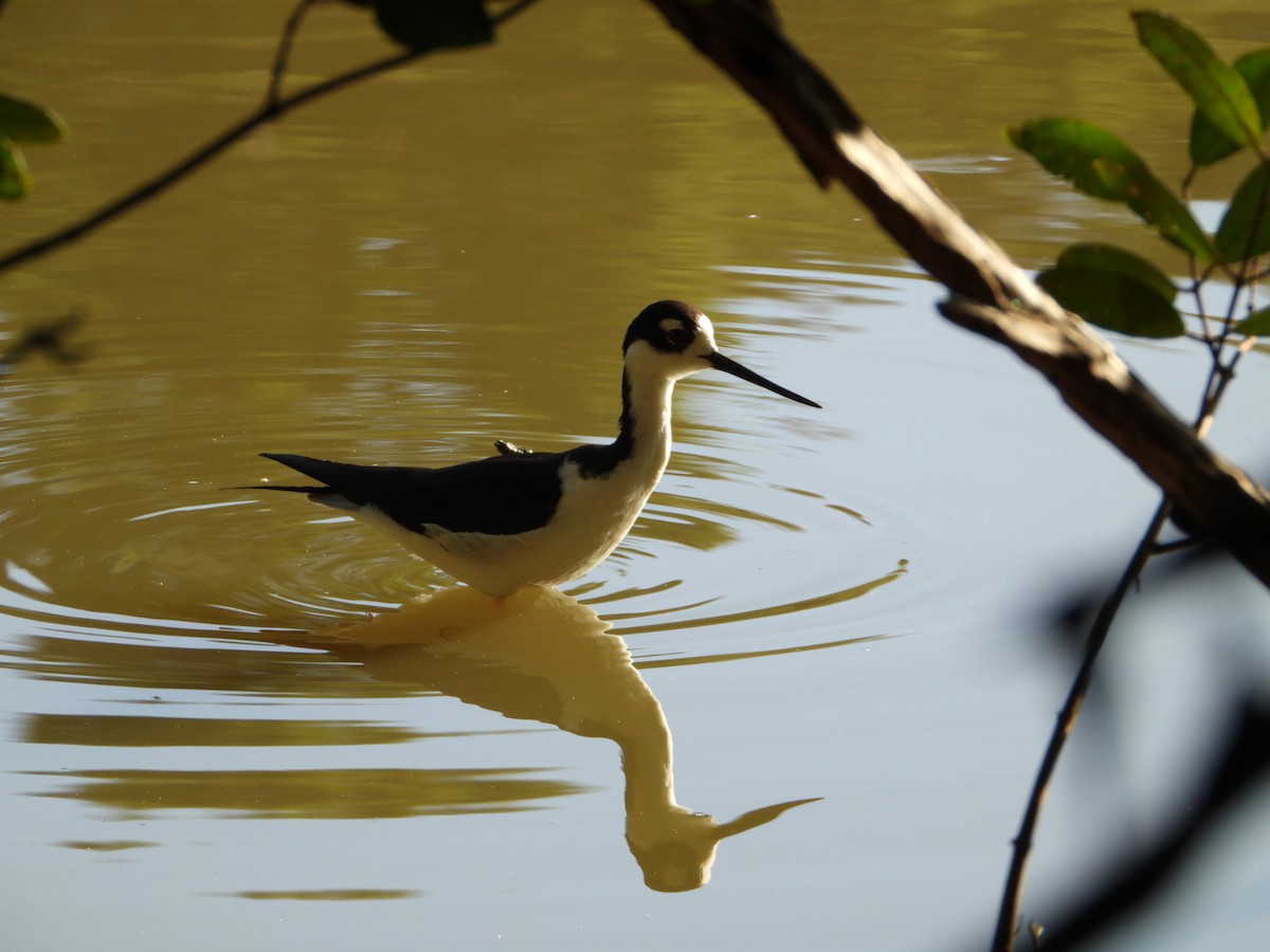 Black-necked Stilt - ML646639075