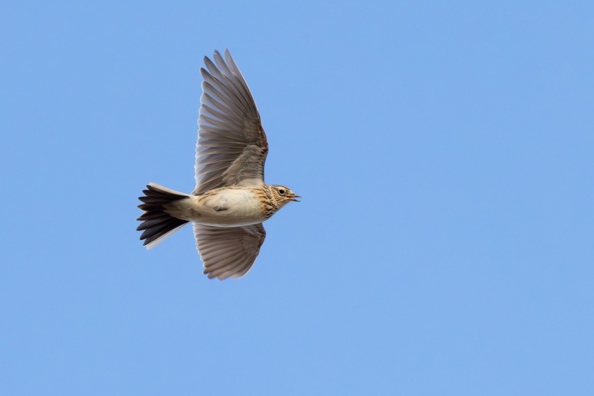 Eurasian Skylark - ML646639079