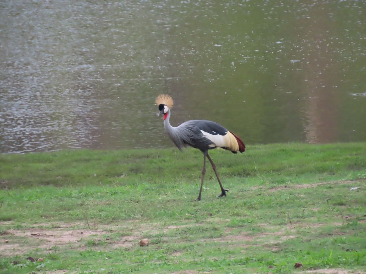 Венценосный журавль - ML646639080