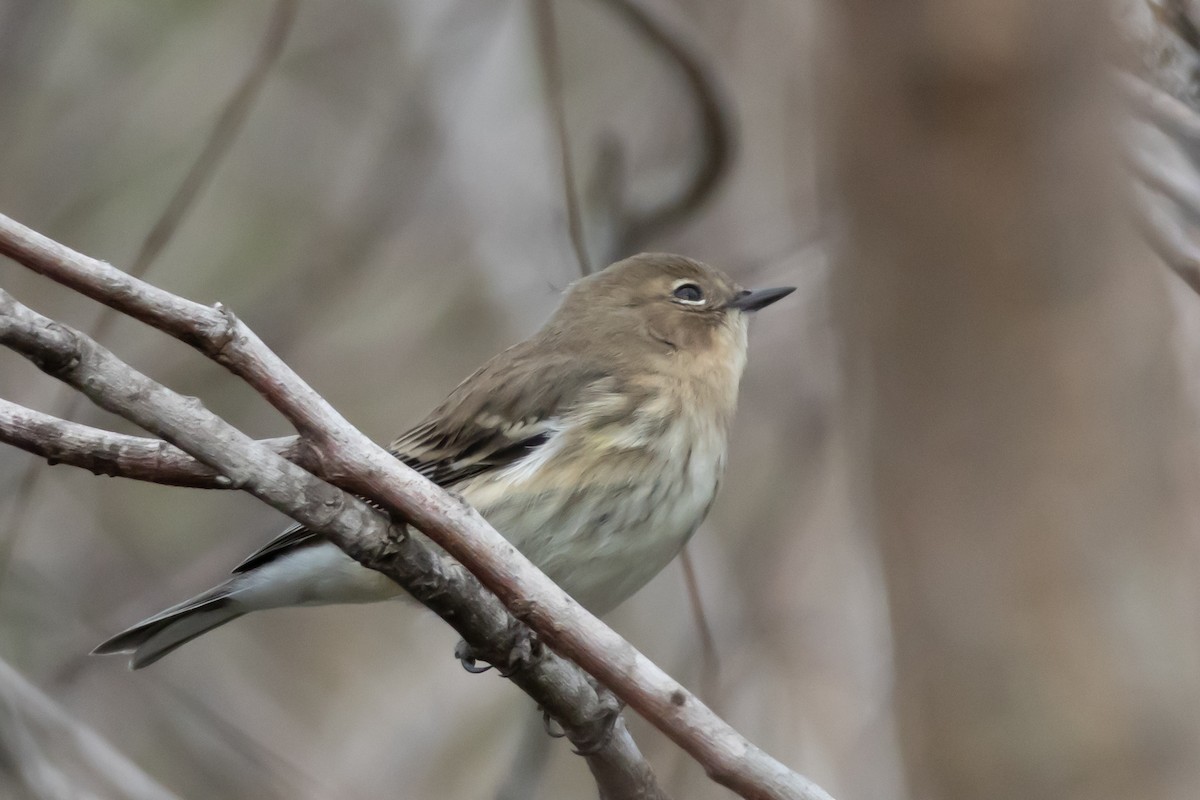 Yellow-rumped Warbler - ML646639081
