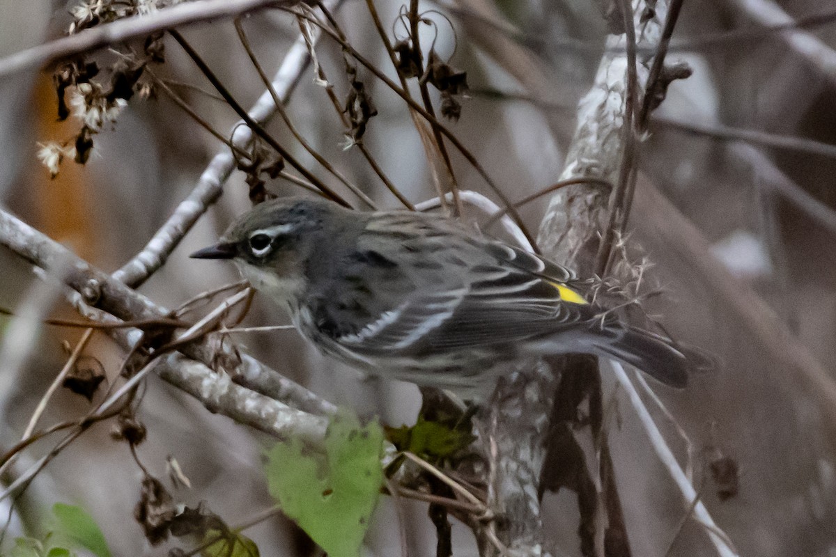 Yellow-rumped Warbler - ML646639082