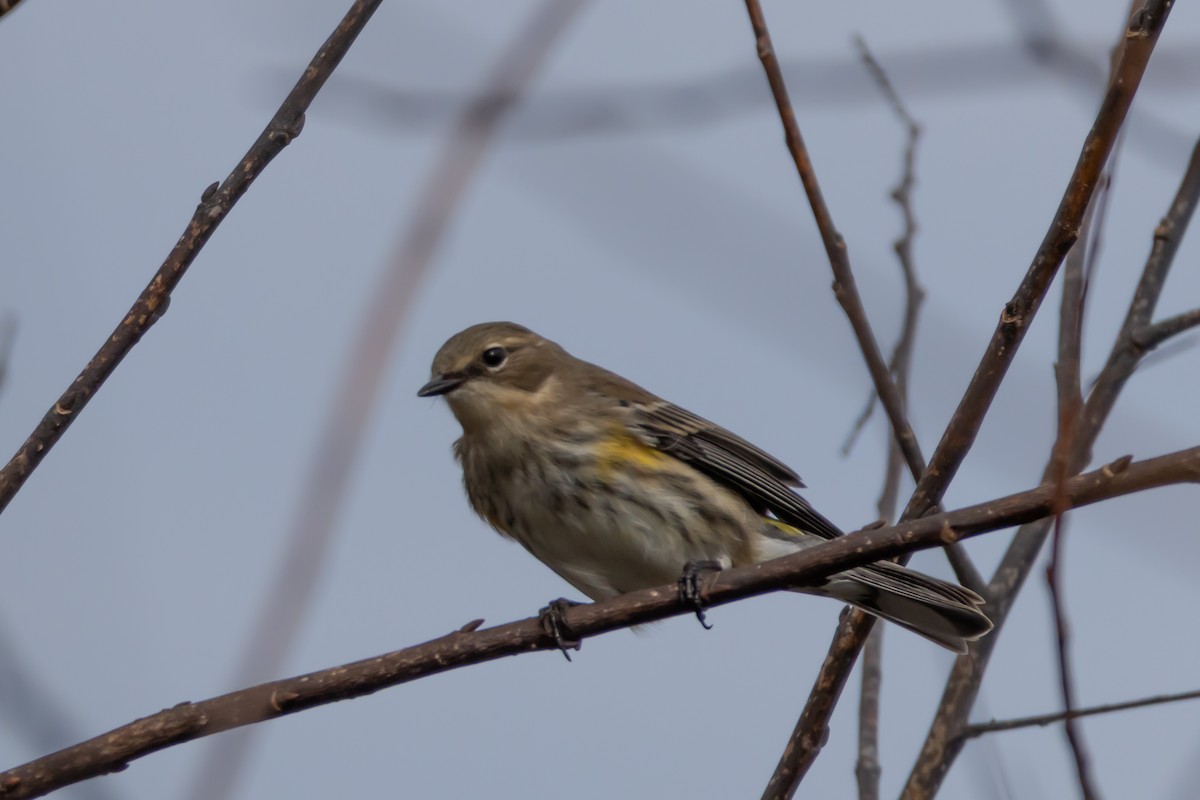 Миртовый певун - ML646639083