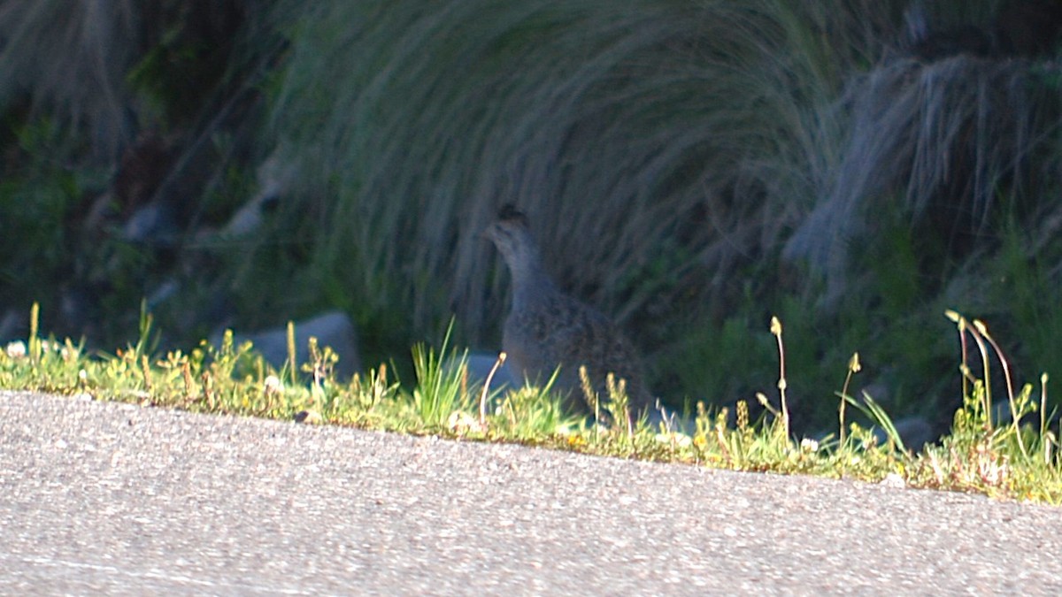 Huayco Tinamou - ML646639084