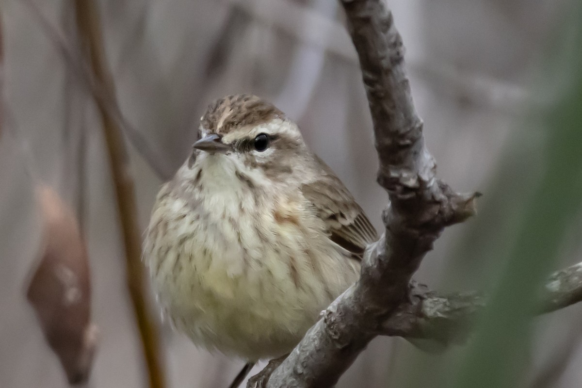 Palm Warbler - ML646639086