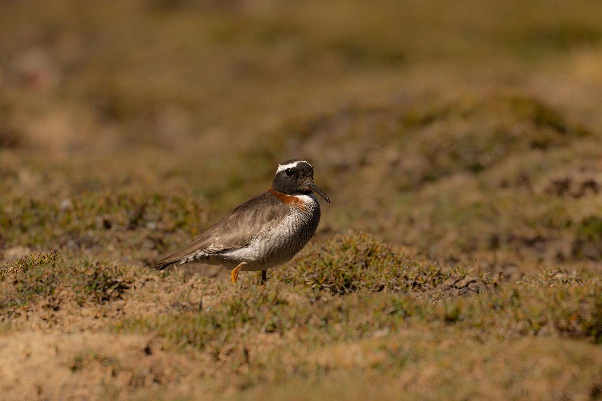Diademed Sandpiper-Plover - ML646639098