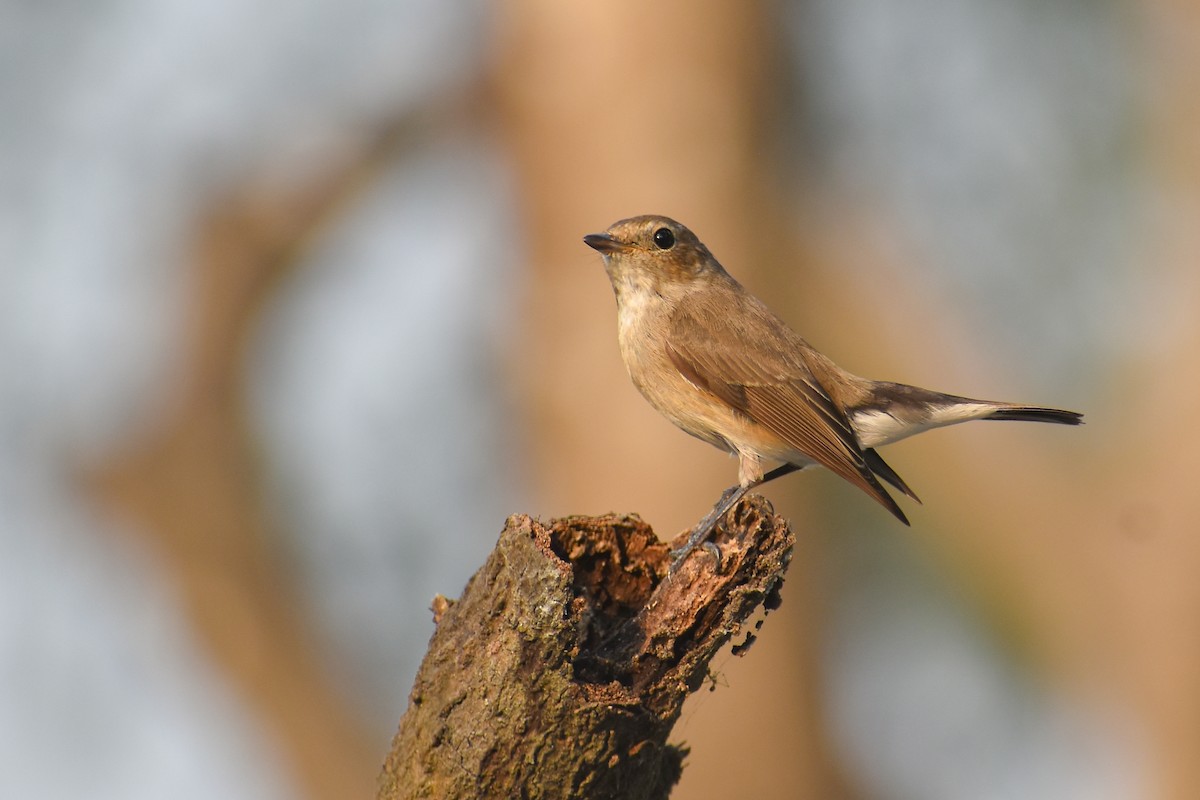Taiga Flycatcher - ML646639102