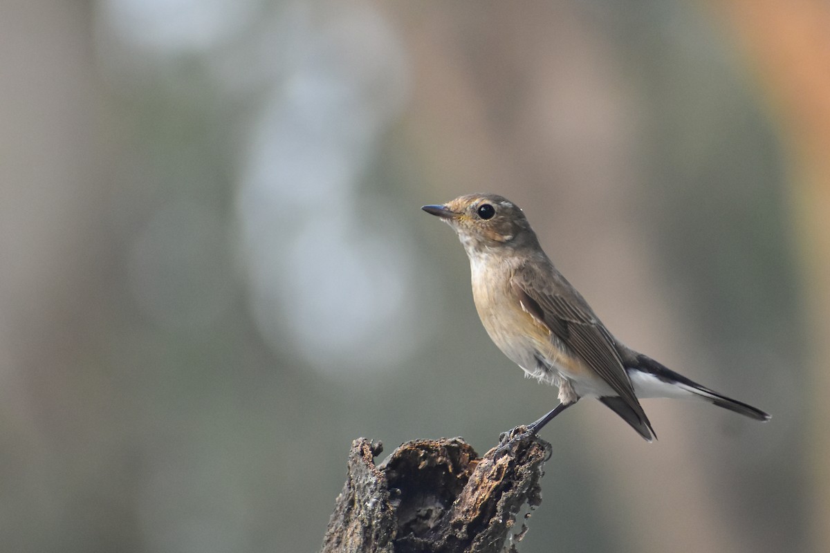 Taiga Flycatcher - ML646639104