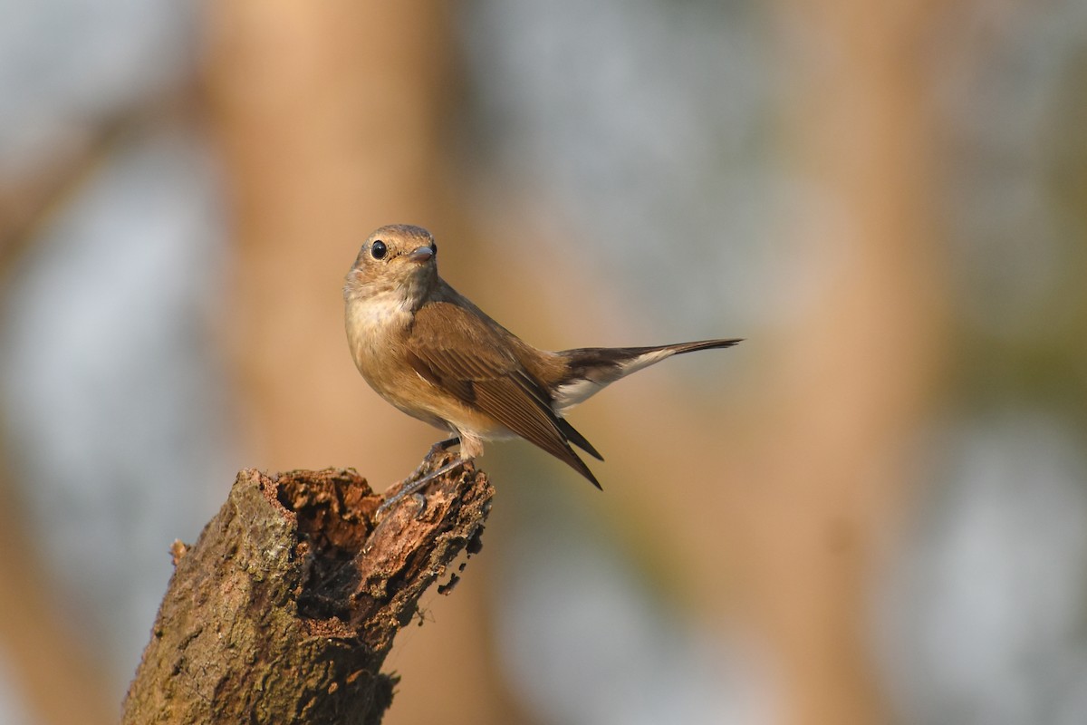 Taiga Flycatcher - ML646639105