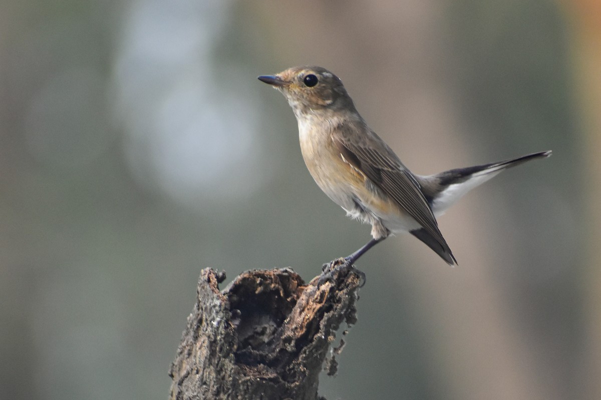 Taiga Flycatcher - ML646639106