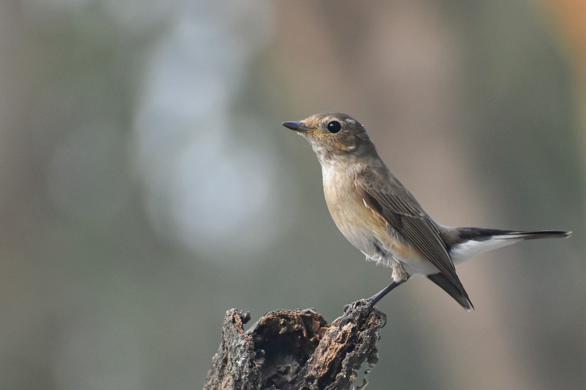 Taiga Flycatcher - ML646639107