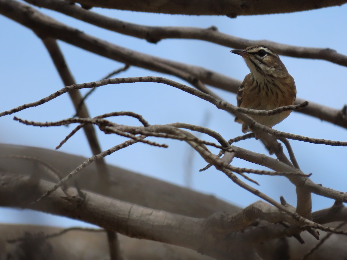 White-browed Scrub-Robin - ML646639108