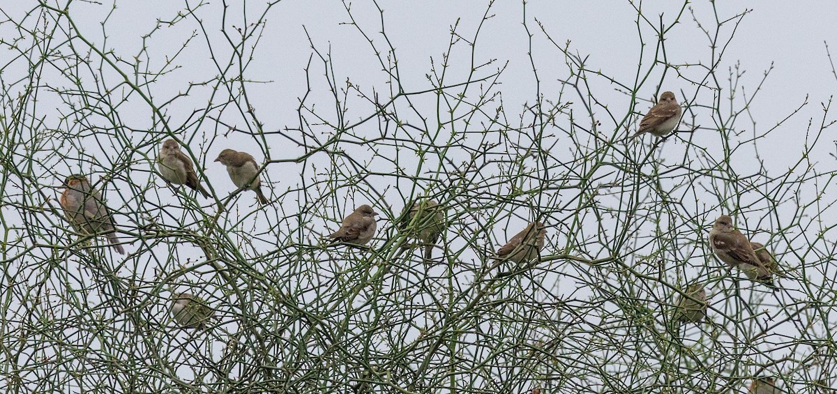 Yellow-throated Sparrow - ML646639109