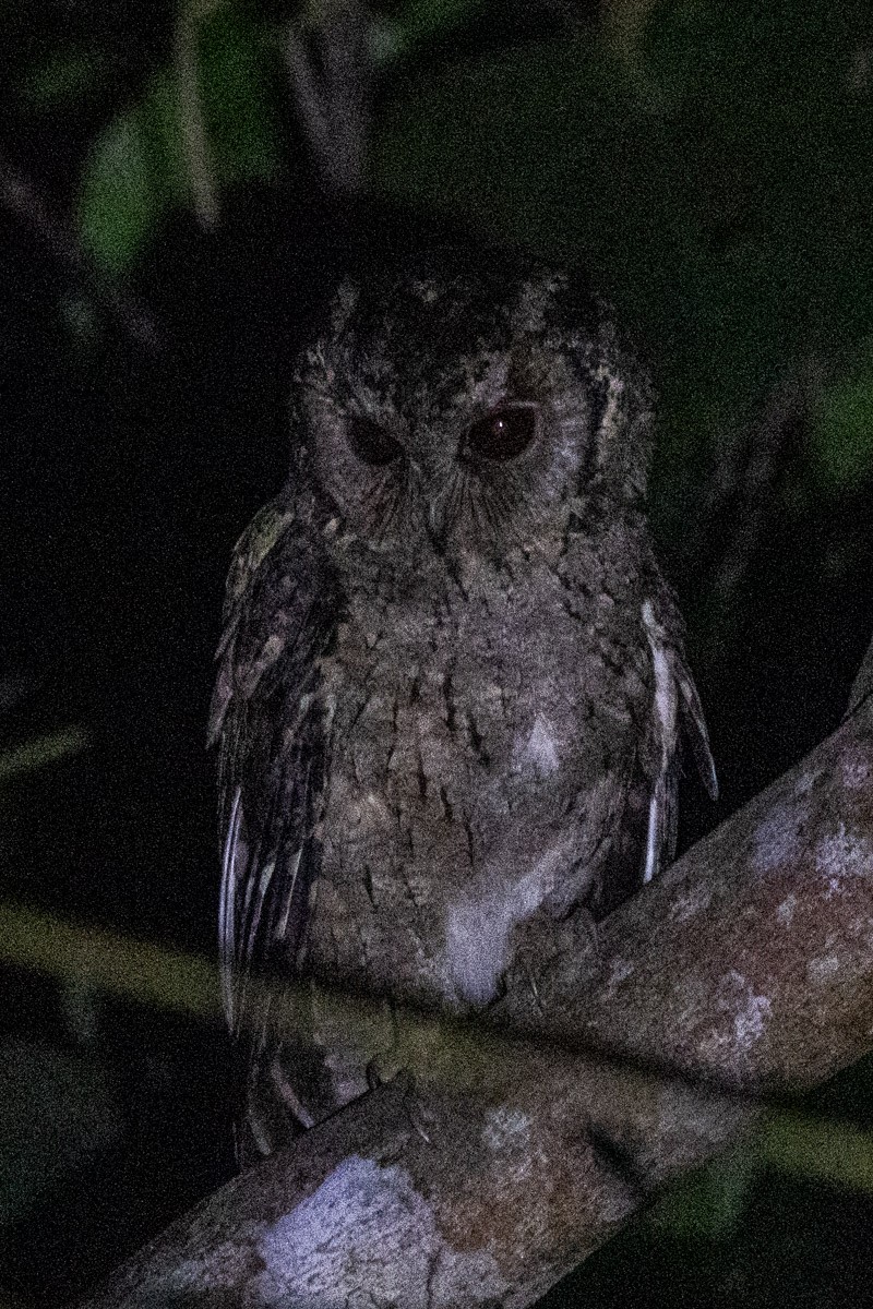 Collared Scops-Owl - ML646639110