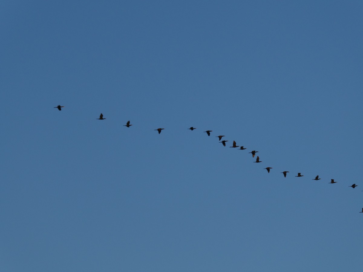 Double-crested/Neotropic Cormorant - ML646639112