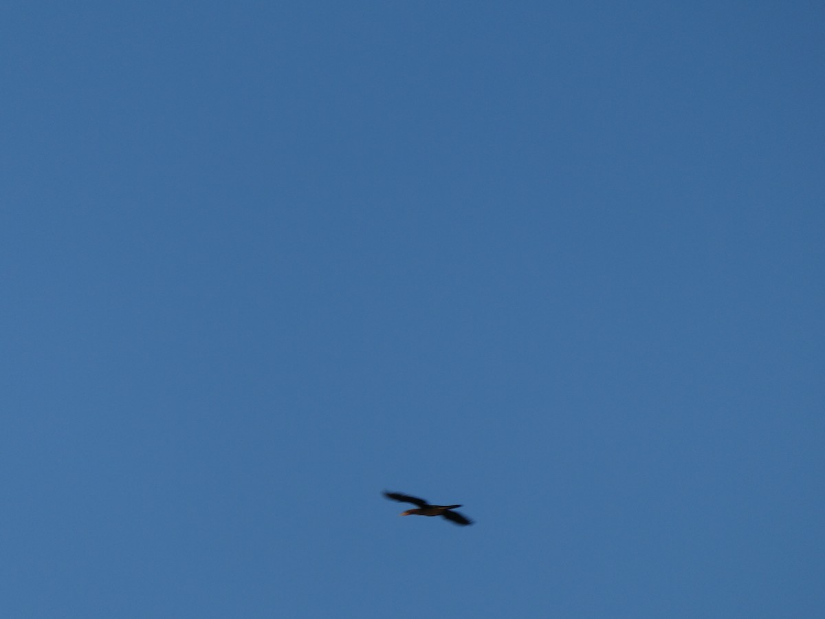 Double-crested/Neotropic Cormorant - ML646639113