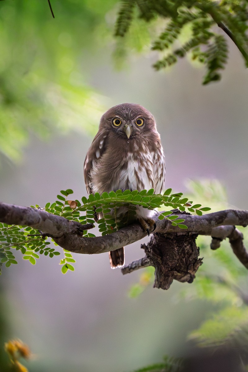Ferruginous Pygmy-Owl - ML646639115
