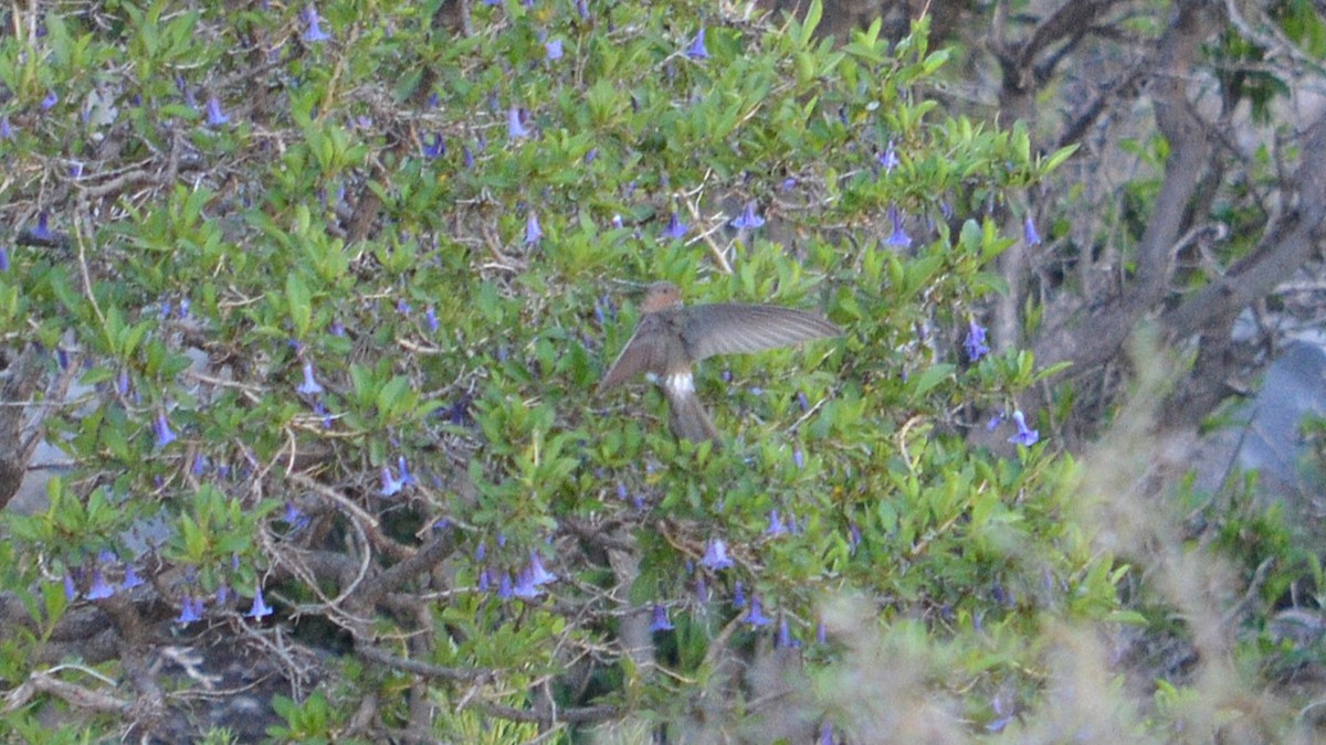 Giant Hummingbird - ML646639116