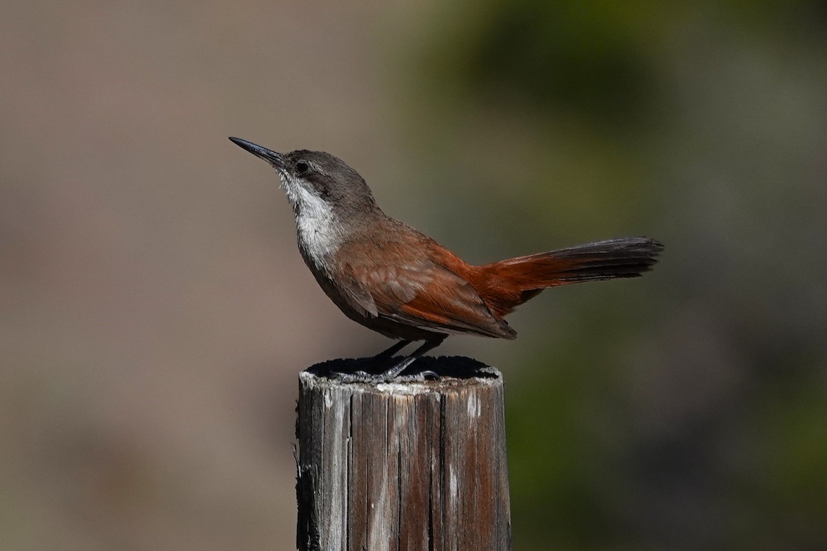 Crag Chilia - ML646639117