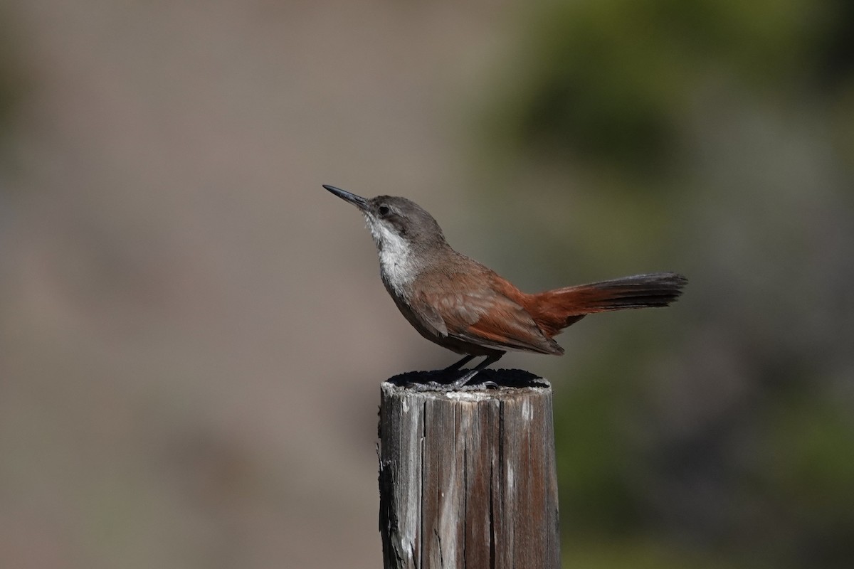 Crag Chilia - ML646639118