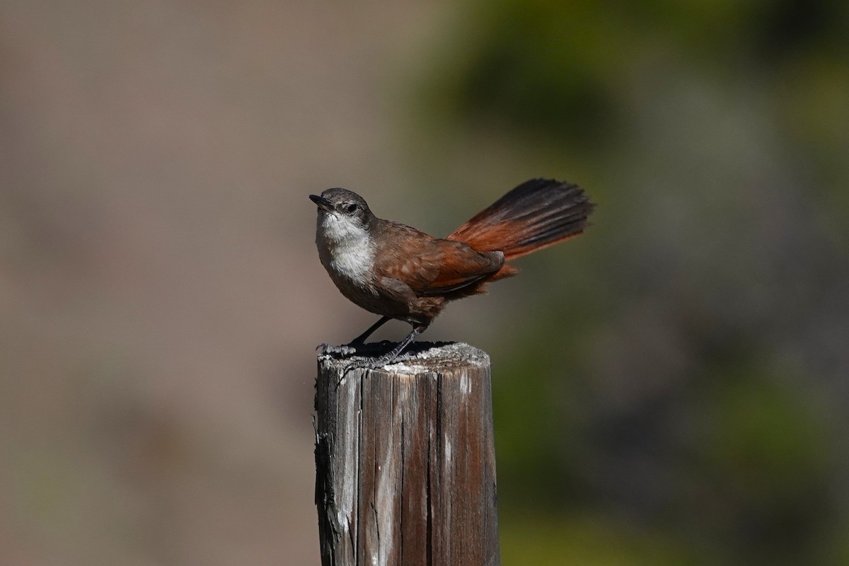 Crag Chilia - ML646639119