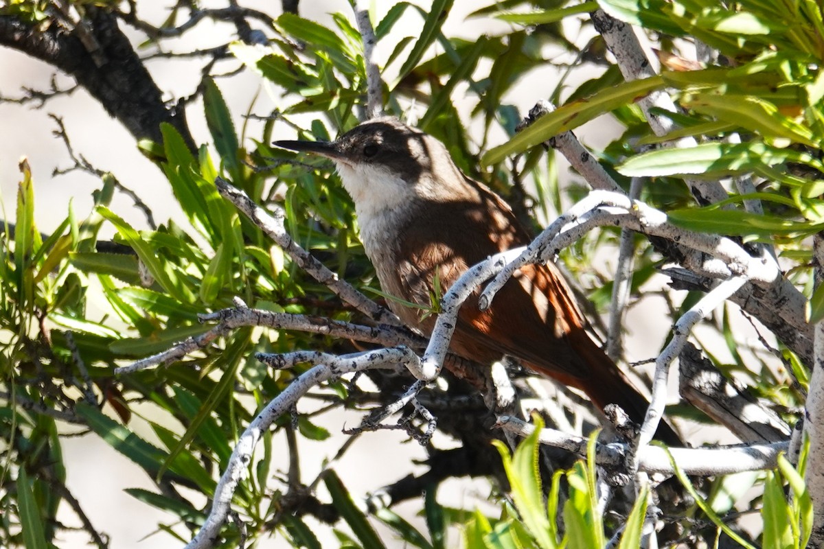 Crag Chilia - ML646639120