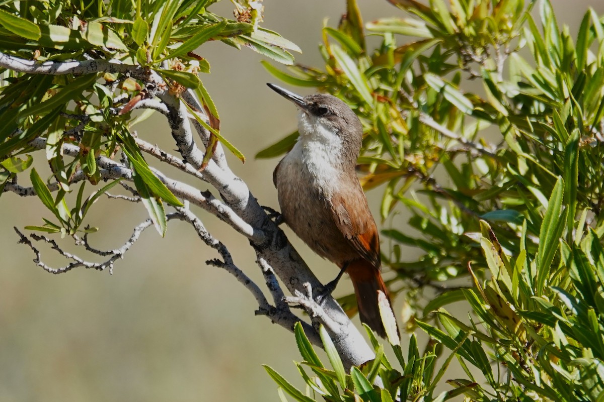 Crag Chilia - ML646639121