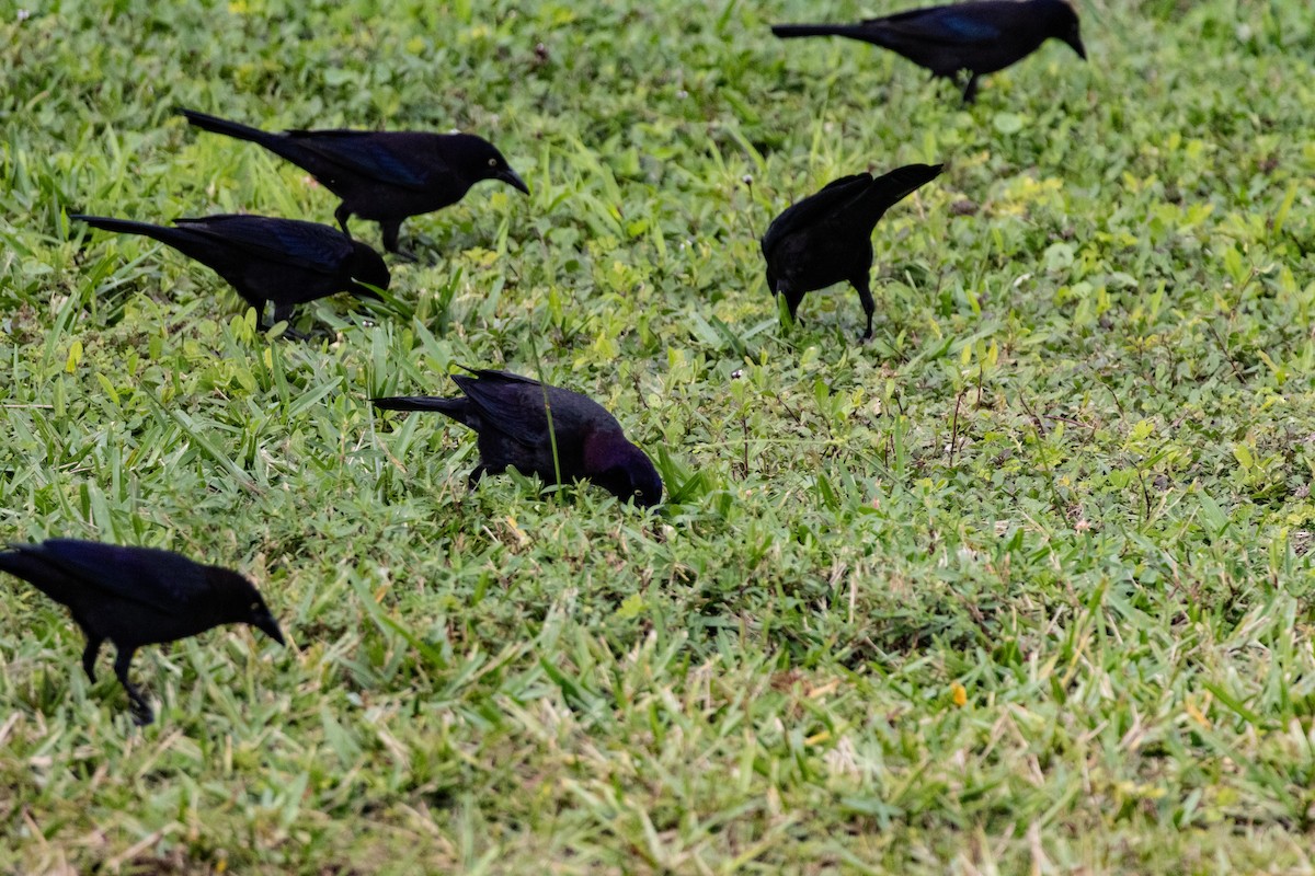 Boat-tailed Grackle - ML646639124
