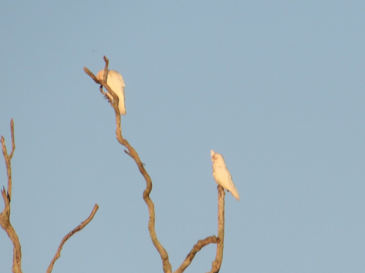 Little Corella - ML646639127