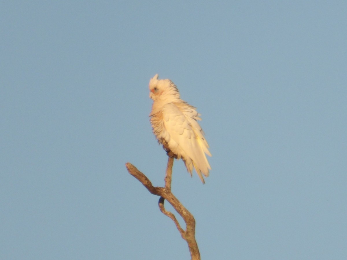 Little Corella - ML646639128