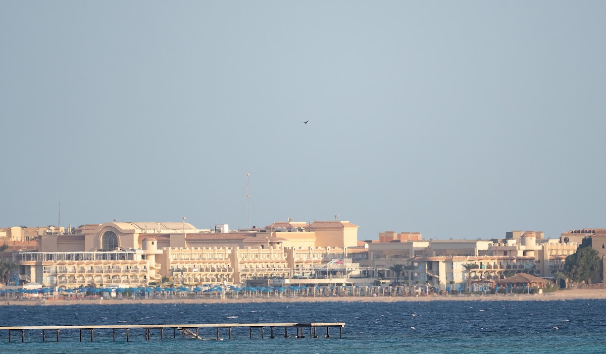 Lesser White-fronted Goose - ML646639129
