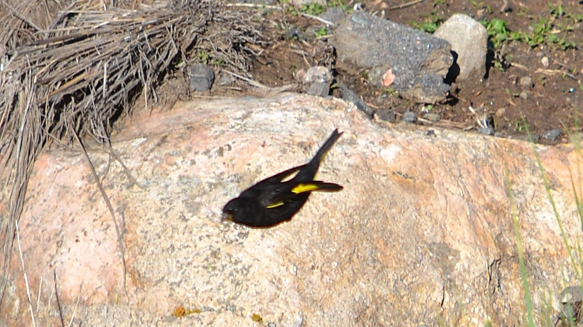 Black Siskin - ML646639137