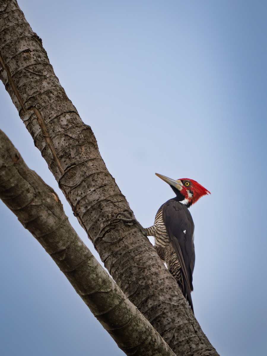 Picamaderos Barbinegro - ML646639140